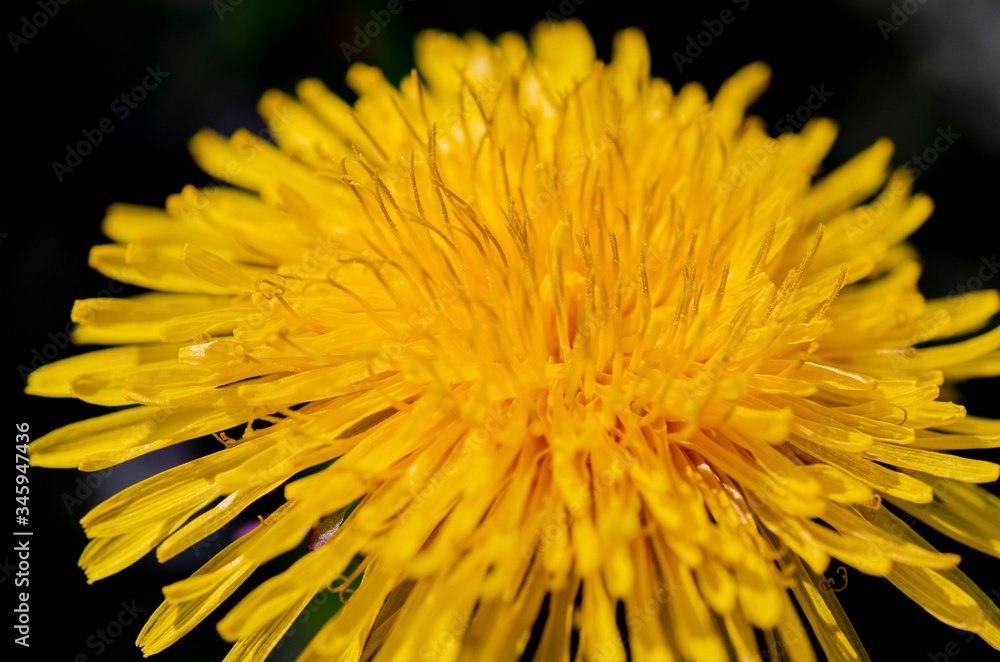 Yellow spring dandelion blooms in the open-air garden Yellow spring dandelion blooms in the open-air garden