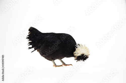 White Crested Black Polish Chicken at white background in studio. Close up photo