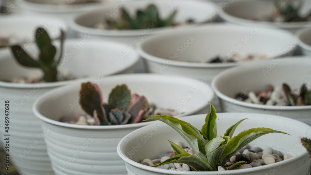 Houseplants That Don't Need Much Water - ornamental plants from the desert Houseplants That Don't Need Much Water - ornamental plants from the desert