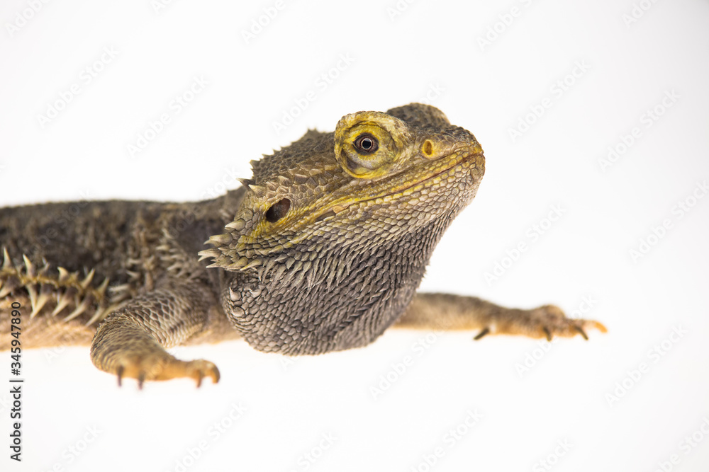 Lizards Bearded agama or Pogona vitticeps isolated at white background in studio. Close up Lizards Bearded agama or Pogona vitticeps isolated at white background in studio. Close up