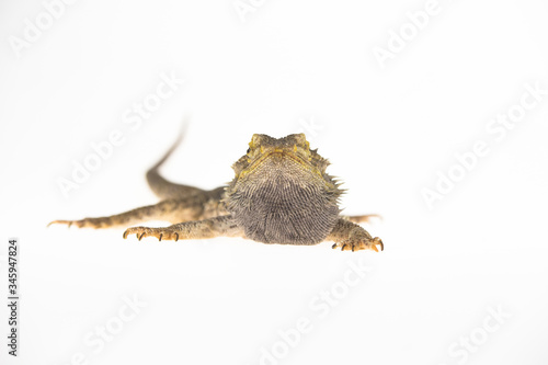 Lizards Bearded agama or Pogona vitticeps isolated at white background in studio. Close up © kinomaster