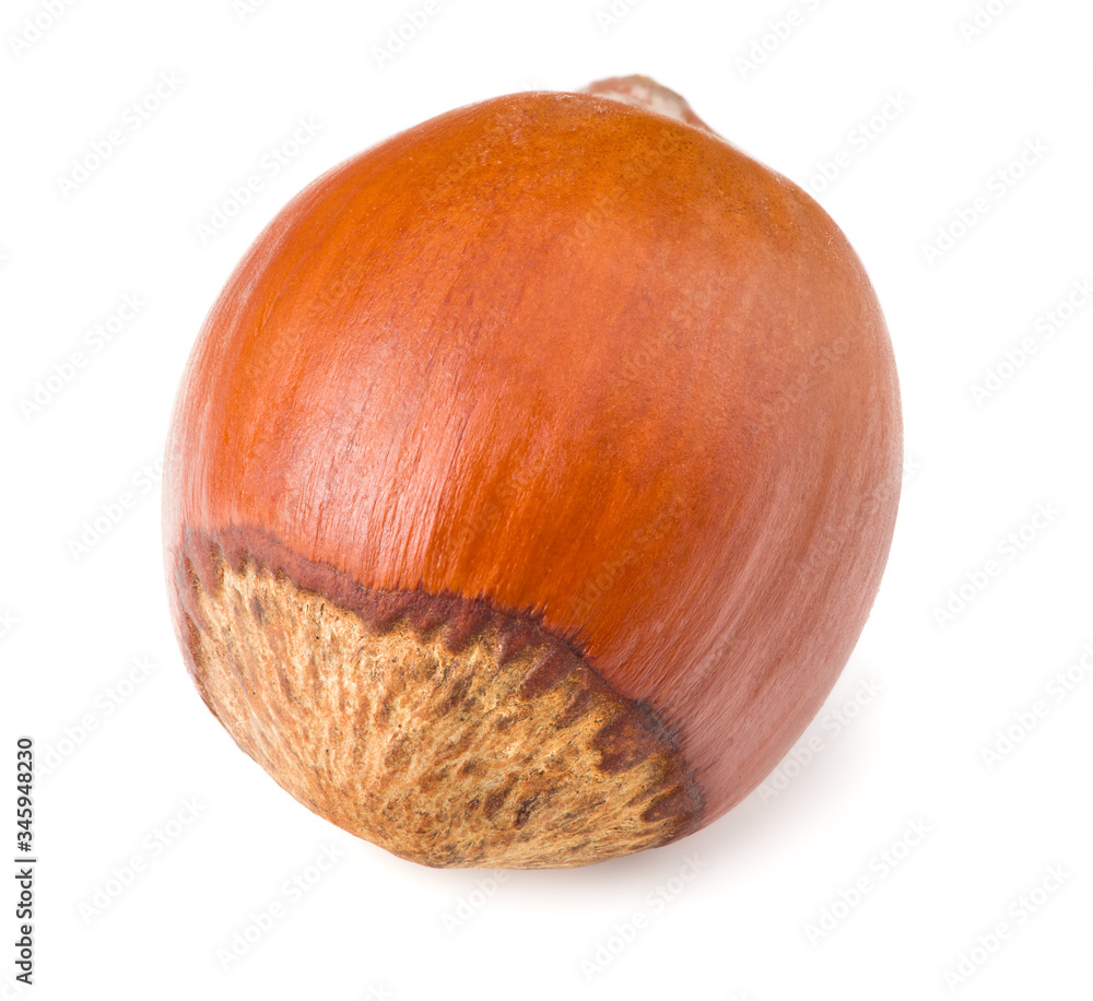 hazelnut isolated on white background macro hazelnut isolated on white background macro