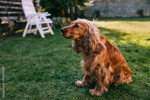 Cute purebred dog sits on green grass in back yard