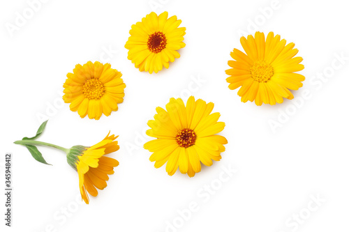 marigold flowers isolated on white background. calendula flower. top view