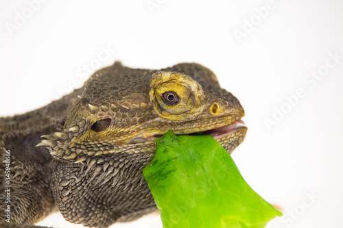 Lizards Bearded agama or Pogona vitticeps eats lettuce isolated at white background in studio. Close up © kinomaster