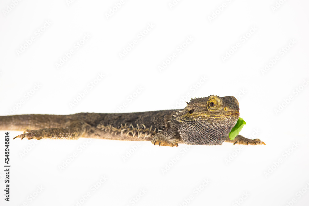 Naklejka premium Lizards Bearded agama or Pogona vitticeps eats lettuce isolated at white background in studio. Close up