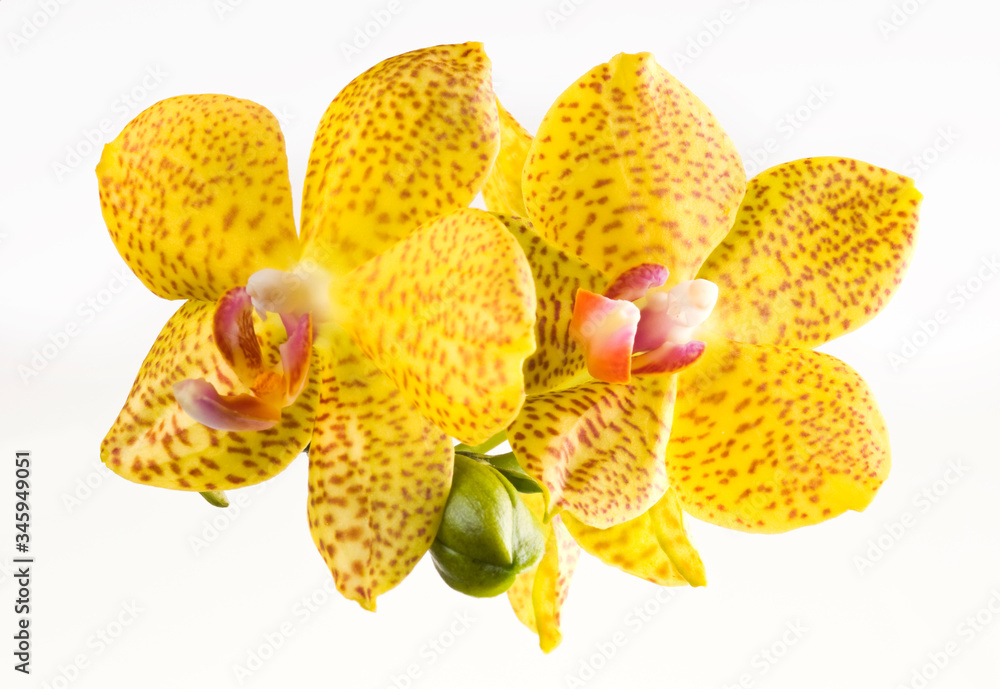 Beautiful bouquet of yellow orchid flowers. Bunch of luxury tropical yellow orchids - phalaenopsis - with red dots isolated on white background. Studio shot - obrazy, fototapety, plakaty 