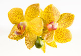 Beautiful bouquet of yellow orchid flowers. Bunch of luxury tropical yellow orchids - phalaenopsis - with red dots isolated on white background. Studio shot