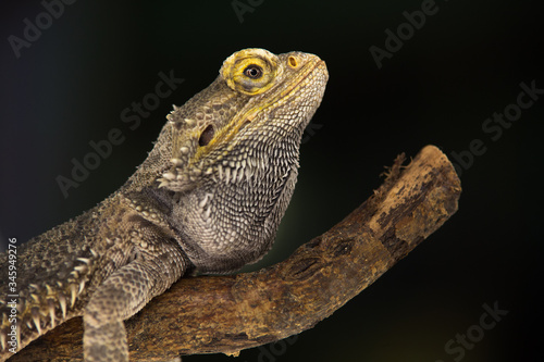 Lizards Bearded agama or Pogona vitticeps on wooden snag at black background in studio. Close up