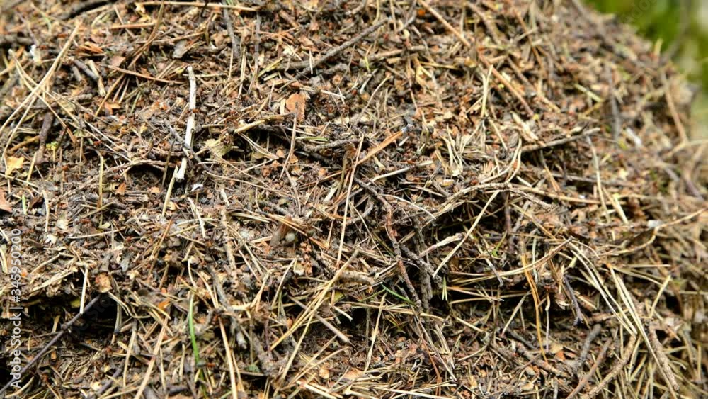 Anthill in the forest with forest red ants. Wildlife Insects. 4K video Anthill in the forest with forest red ants. Wildlife Insects. 4K video