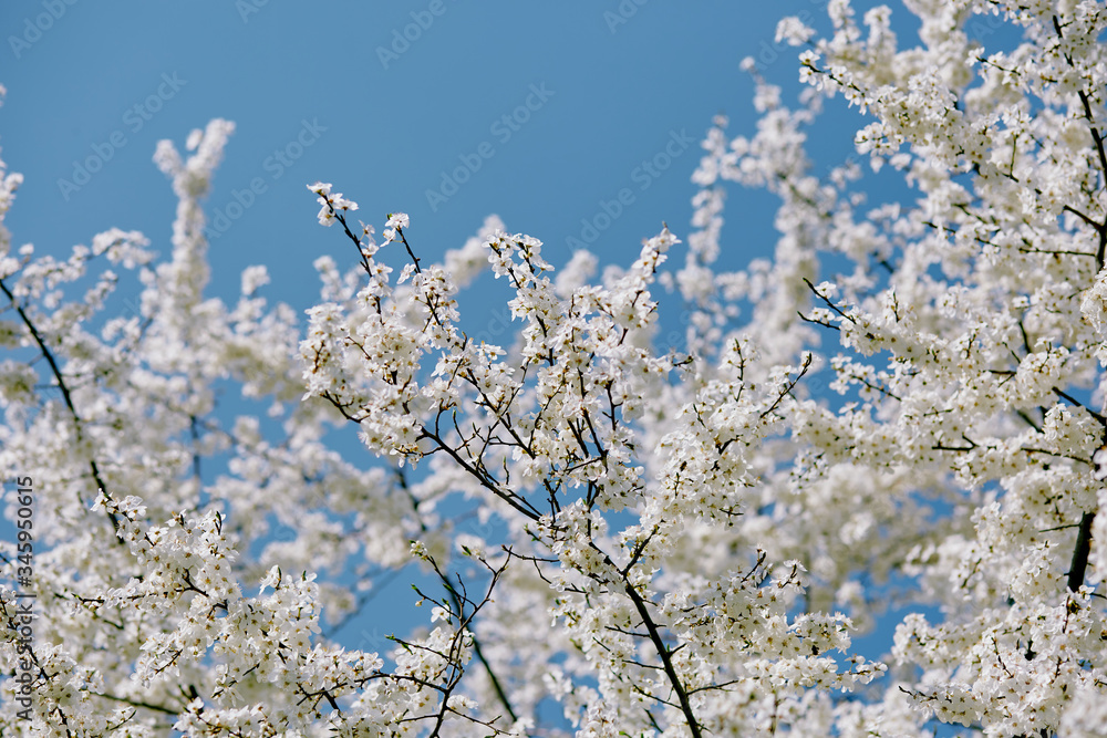 Cherry-plum tree blossoming in spring on a blue sky background