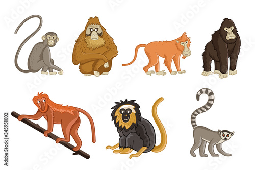 Cartoon monkey. Wildlife and zoo animals set. Gorilla, lemur, chimpanzee, macaque, orangutan, gibbon and baboon animals isolated vector illustration. Collection of funny tropical monkey.