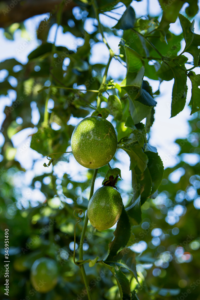 Passion fruit hanging from a tree