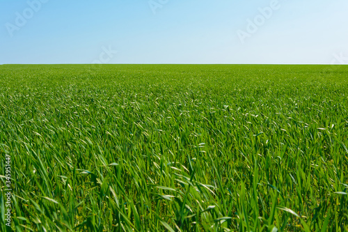green field with blue sky in spring.