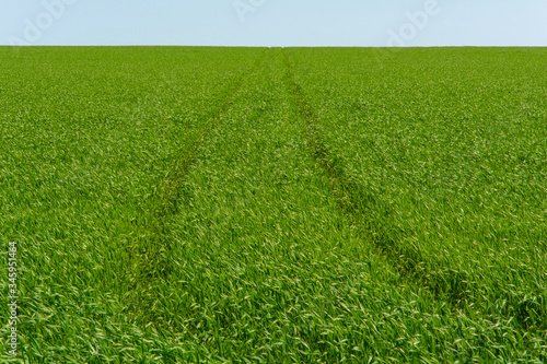 green field with blue sky in spring, rut in the field