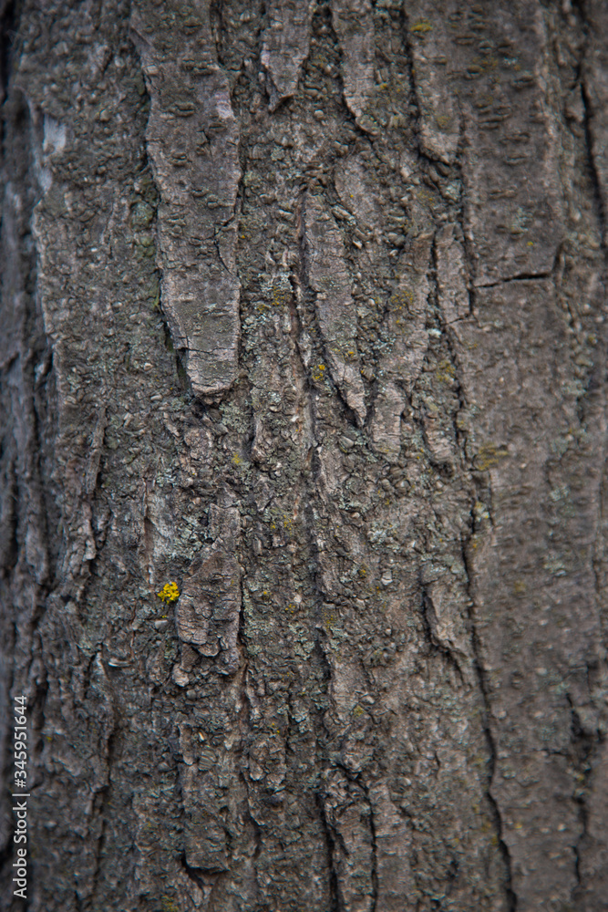 Naklejka premium brown bark of an old tree, texture and background