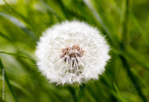low view of dandelion in forest