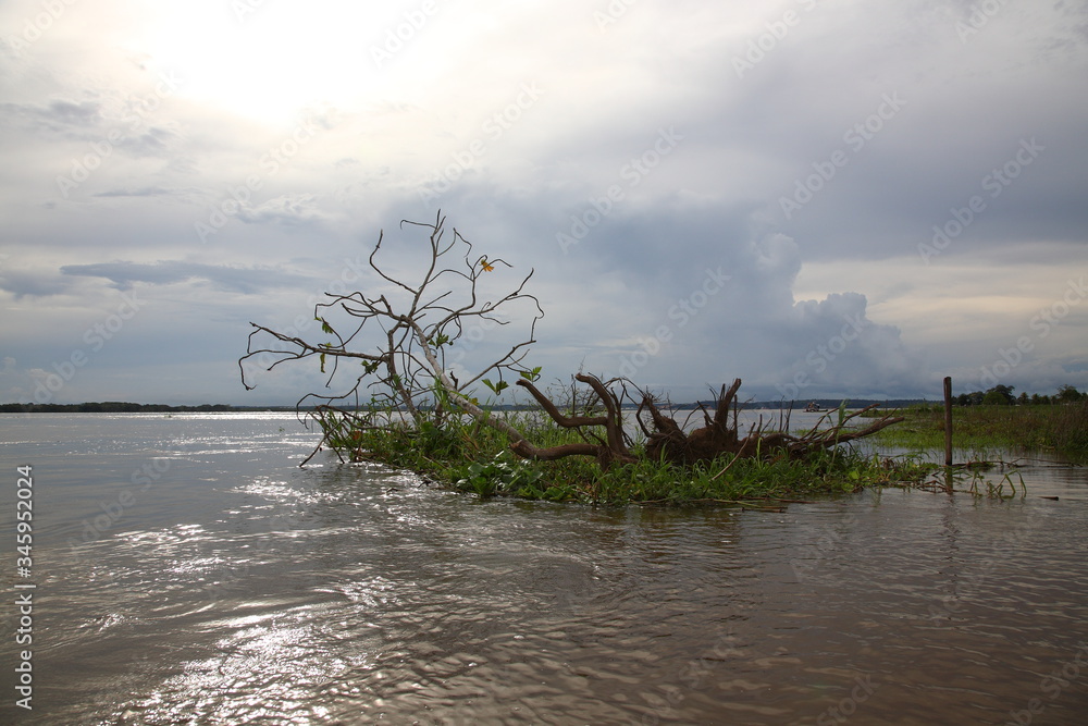 Trees floating in a flooded area in the Amazon rainforest in Brazil 