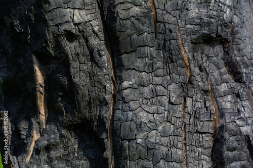 burned tree after a fire in the forest