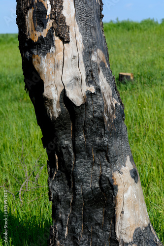burnt tree after a fire in the forest and green grass