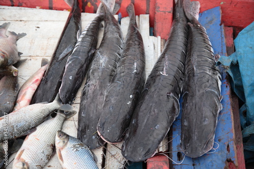 Close up of Amazon fresh Surubim catfish selling on boat in Amazon jungle river, Brazil photo