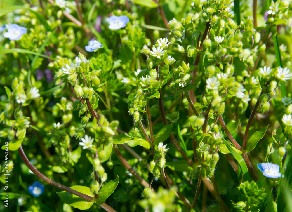 Obraz premium Spring green garden with colorful flowers and grass.