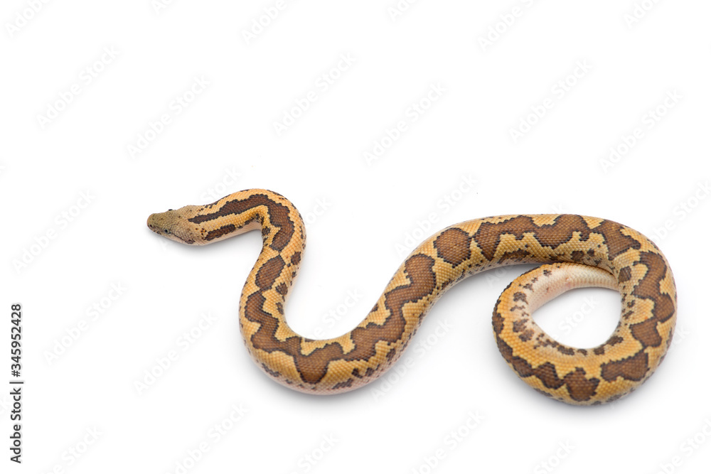 Kenyan sand Boas isolated on white background Kenyan sand Boas isolated on white background