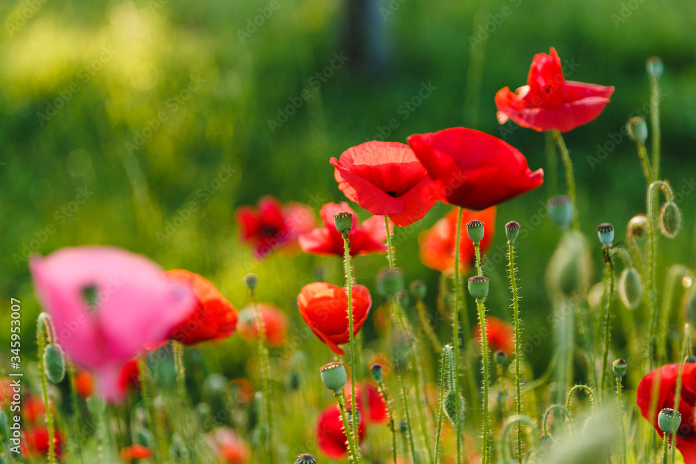 Naklejka premium field of poppies