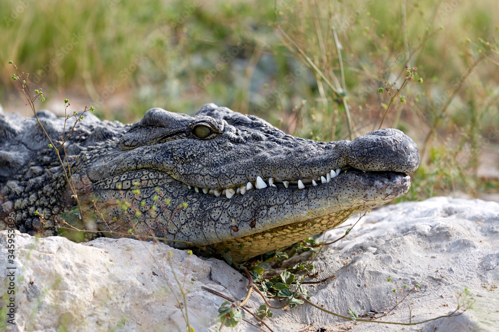 Fototapeta premium Crocodile close up