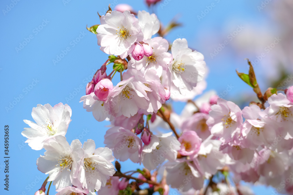 Beautiful pink cherry blossom Sakura flower starting to bloom over the clear blue sky Beautiful pink cherry blossom Sakura flower starting to bloom over the clear blue sky