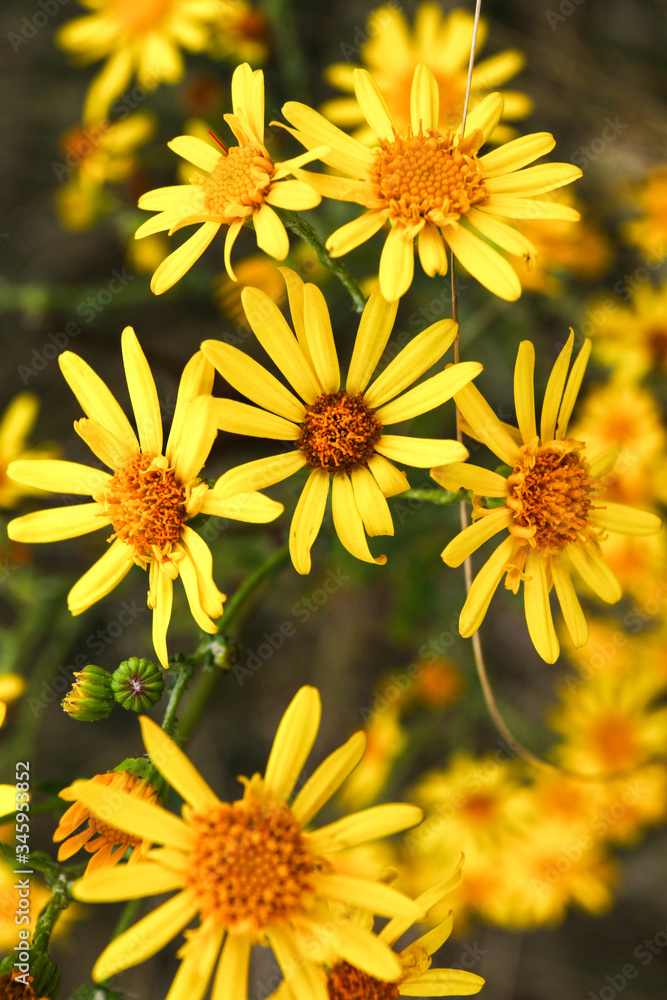 Fototapeta premium yellow flowers in the garden