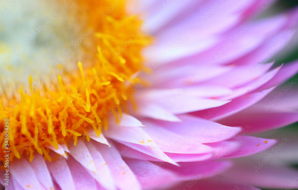 Fototapeta premium close up of a flower