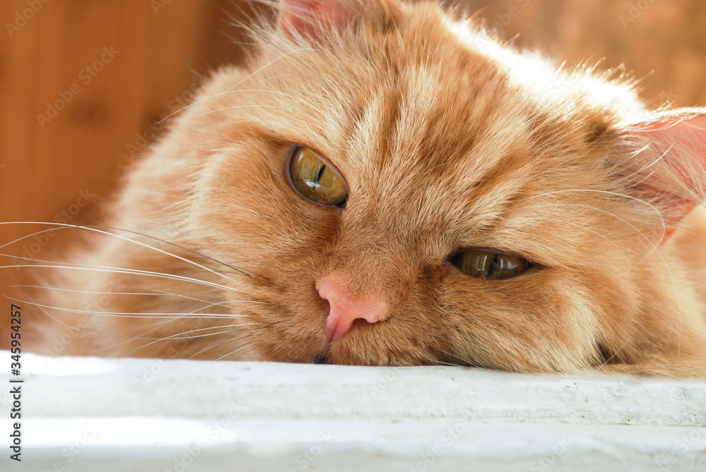 Fototapeta premium one red-haired old cat close-up lies on the doorstep and is sad 