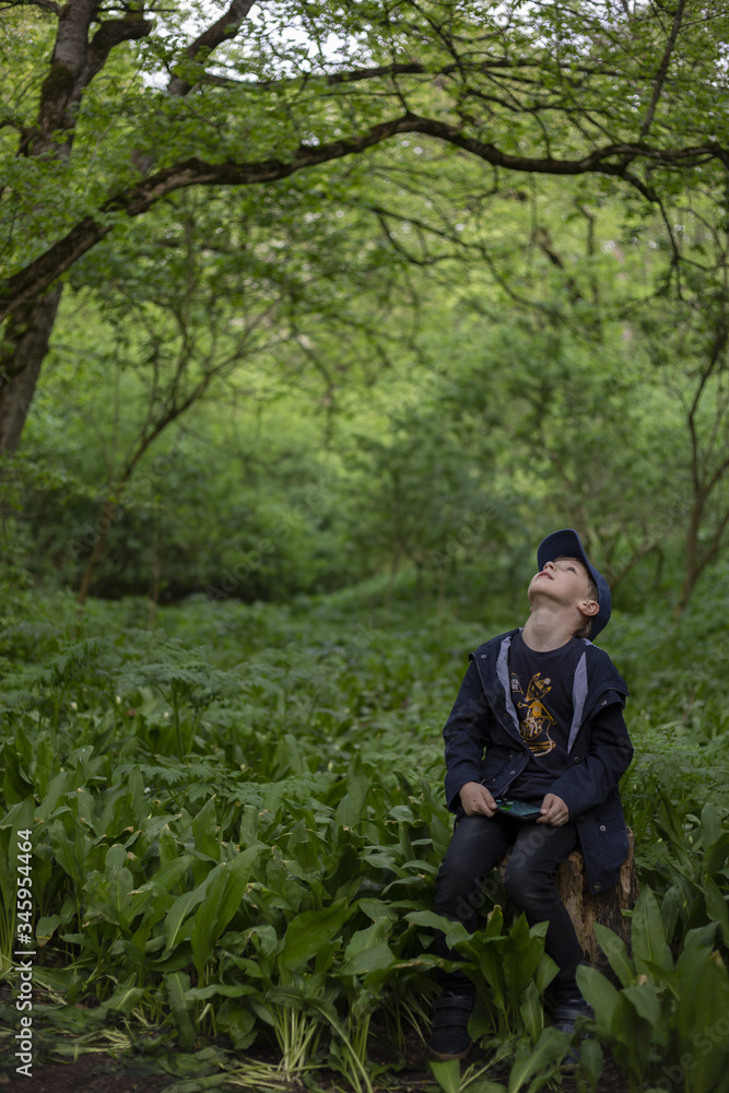 a child sits on a stump in the forest and looks up at the tall trees a child sits on a stump in the forest and looks up at the tall trees