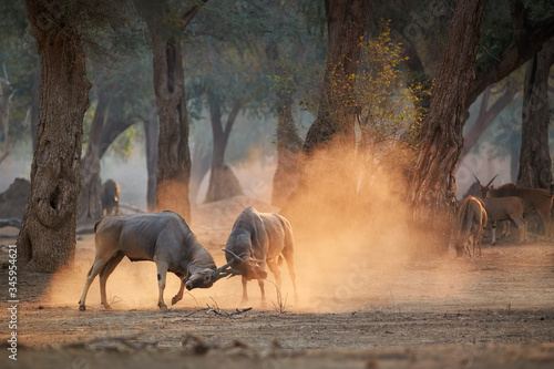Eland antelope, Taurotragus oryx, two males fighting in an orange cloud of dust, illuminated by morning sun. Low angle, animals in action, wildlife photography in Mana Pools, Zimbabwe.
