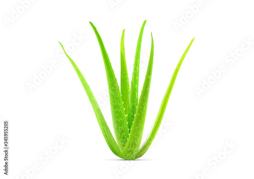 Realistic green aloe vera plant vector illustration
