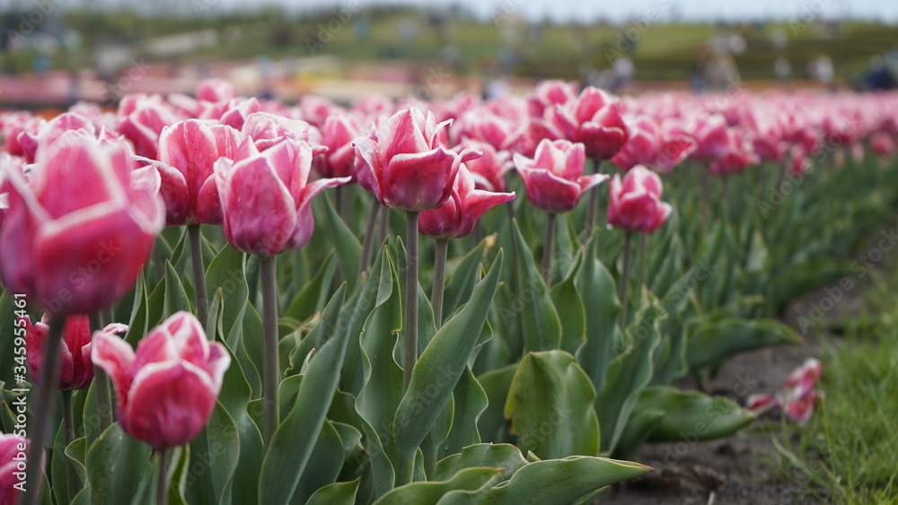Park with vibrant colors. A lot of blooming tulips. Tulip Exhibition. Field of multi-colored tulips. Floristics, many colored flowers. Lots of tulips. Park with vibrant colors. A lot of blooming tulips. Tulip Exhibition. Field of multi-colored tulips. Floristics, many colored flowers. Lots of tulips.