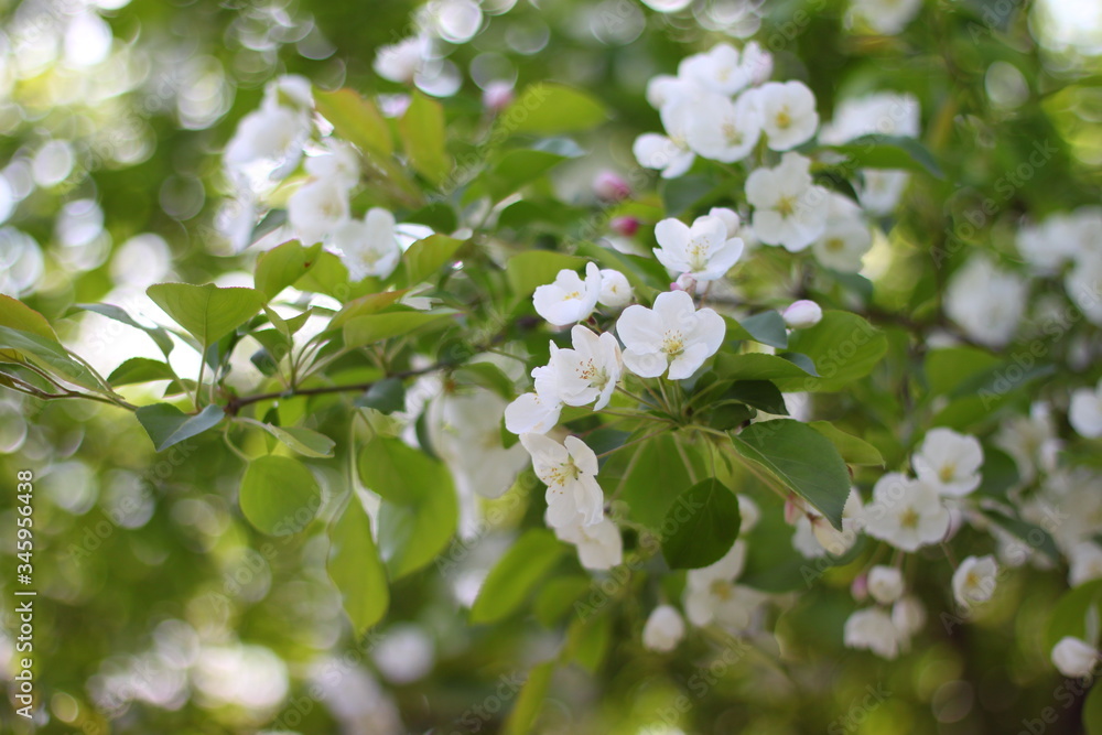 apple flowers
apple flowers