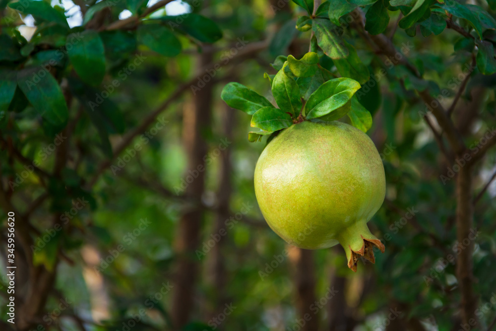 Ripe pomegranate fruit on tree branch. Natural background. Selective focus Ripe pomegranate fruit on tree branch. Natural background. Selective focus