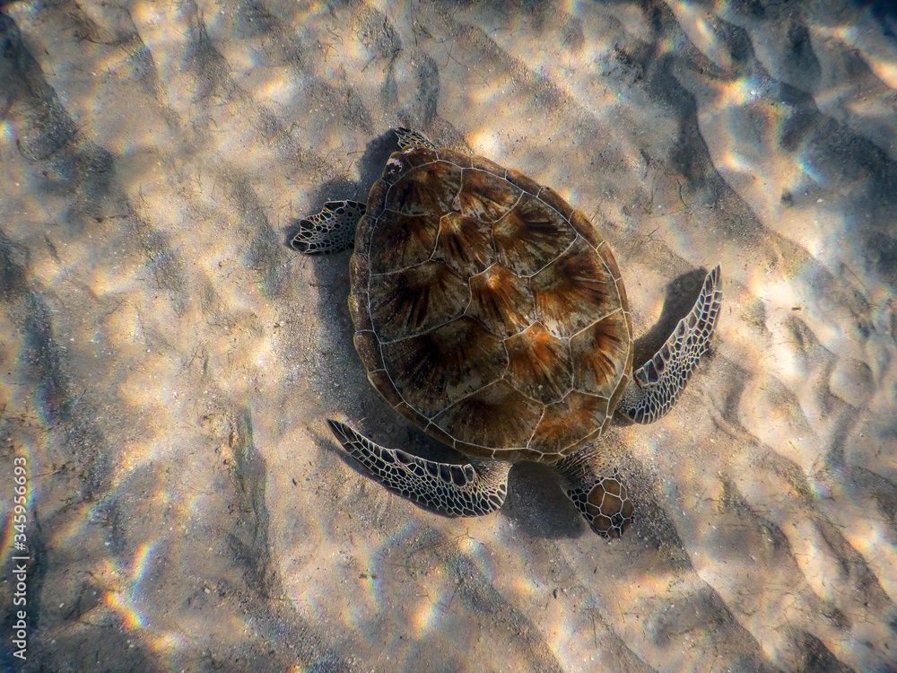 Turtle on sand Turtle on sand