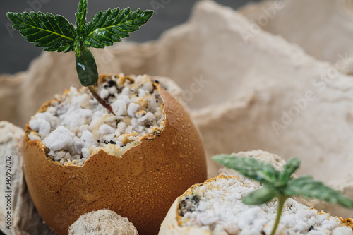 sprout of cannabis from an egg. Eggs are in an environmentally friendly cardboard container. Growing medical marijuana.