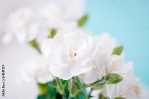 Amazing white carnation flowers on the aquamarine background