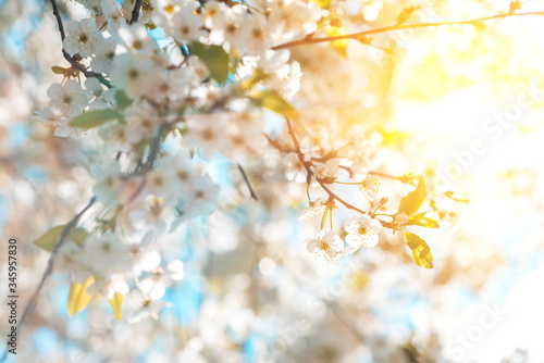 Cherry blossom in full bloom. Nature background. Soft focus