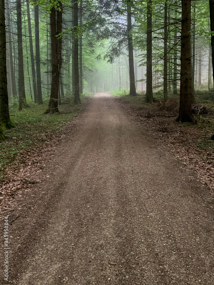 Fototapeta premium Schwarzwald im Frühling Stampf Scharfenstein