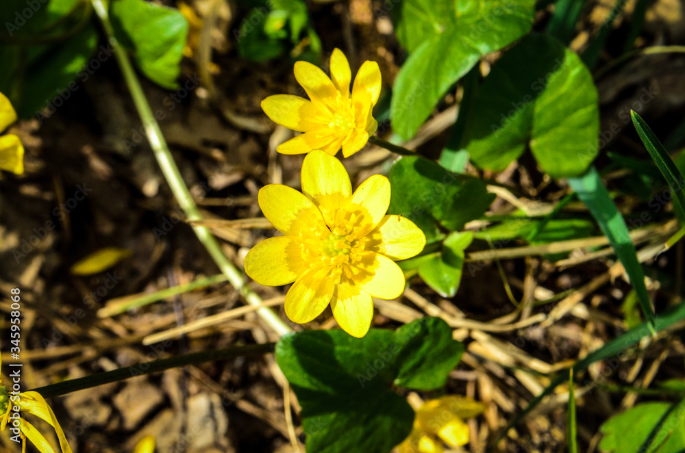 yellow flowers yellow flowers
