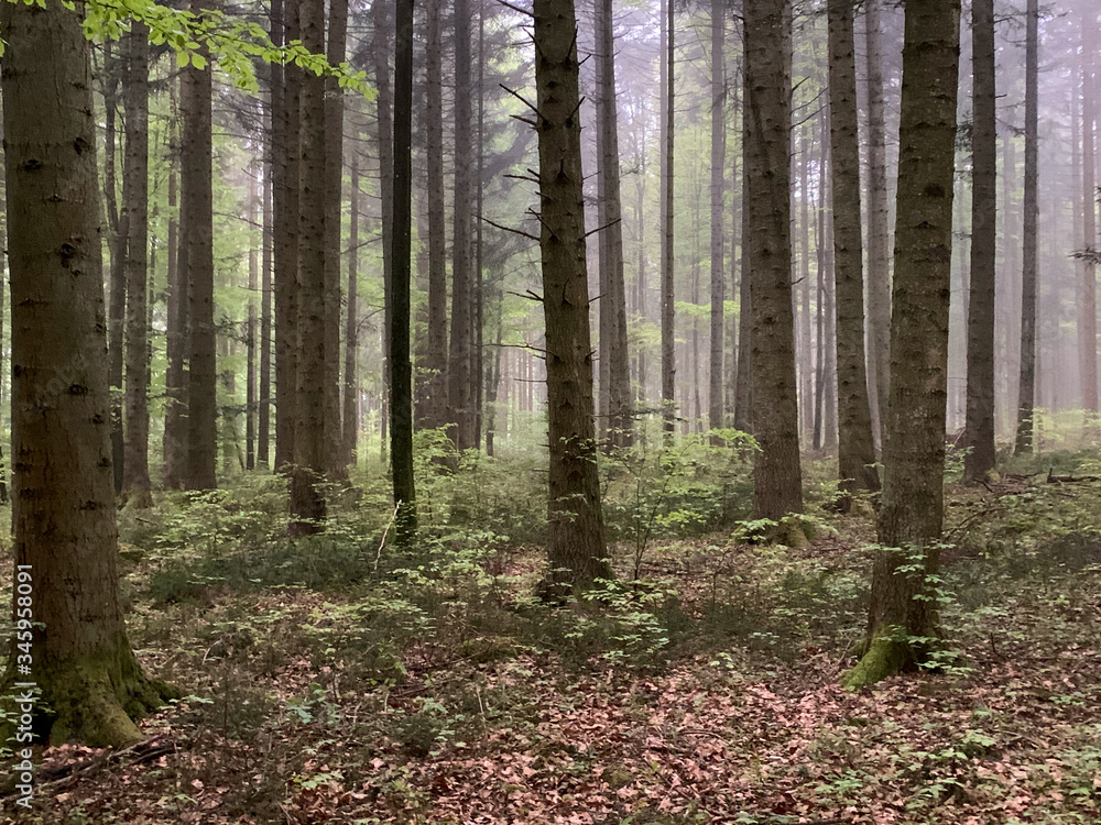 Lemberg in Baden-Württemberg bei Nebel