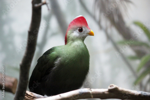 Red-Crested Turaco, Tauraco Erythrolophus, Rare Coloured Green Bird With Red crest from Angola photo