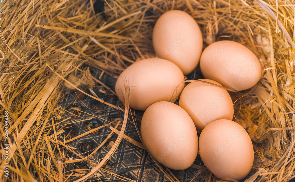 Fresh chicken eggs in hay nest at farm