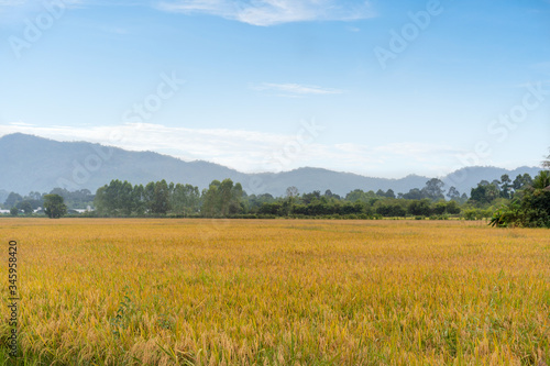 Paddy rice field in morning time.