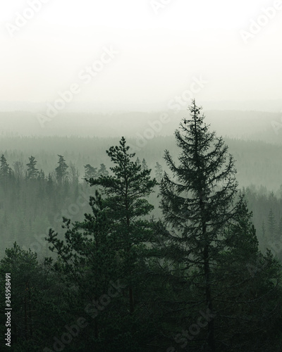 foggy magical forrest in southern Sweden.